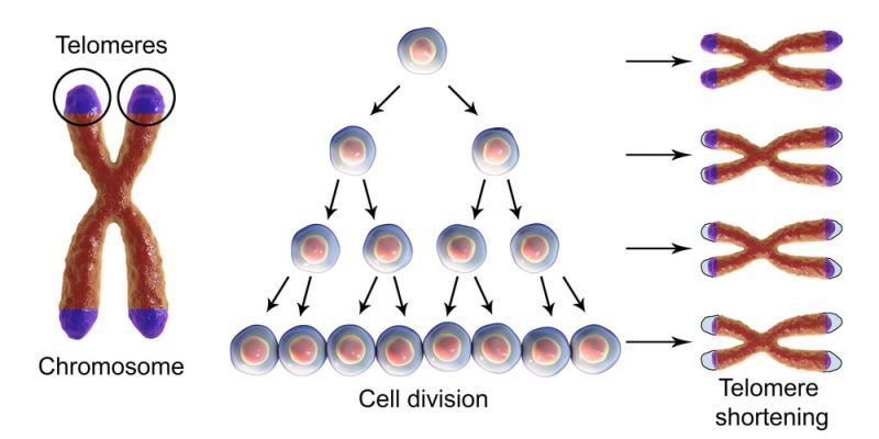 telómeros, telomerasa, inmortalidad
¿Podremos ser inmortales? El secreto de los telómeros y la telomerasa.